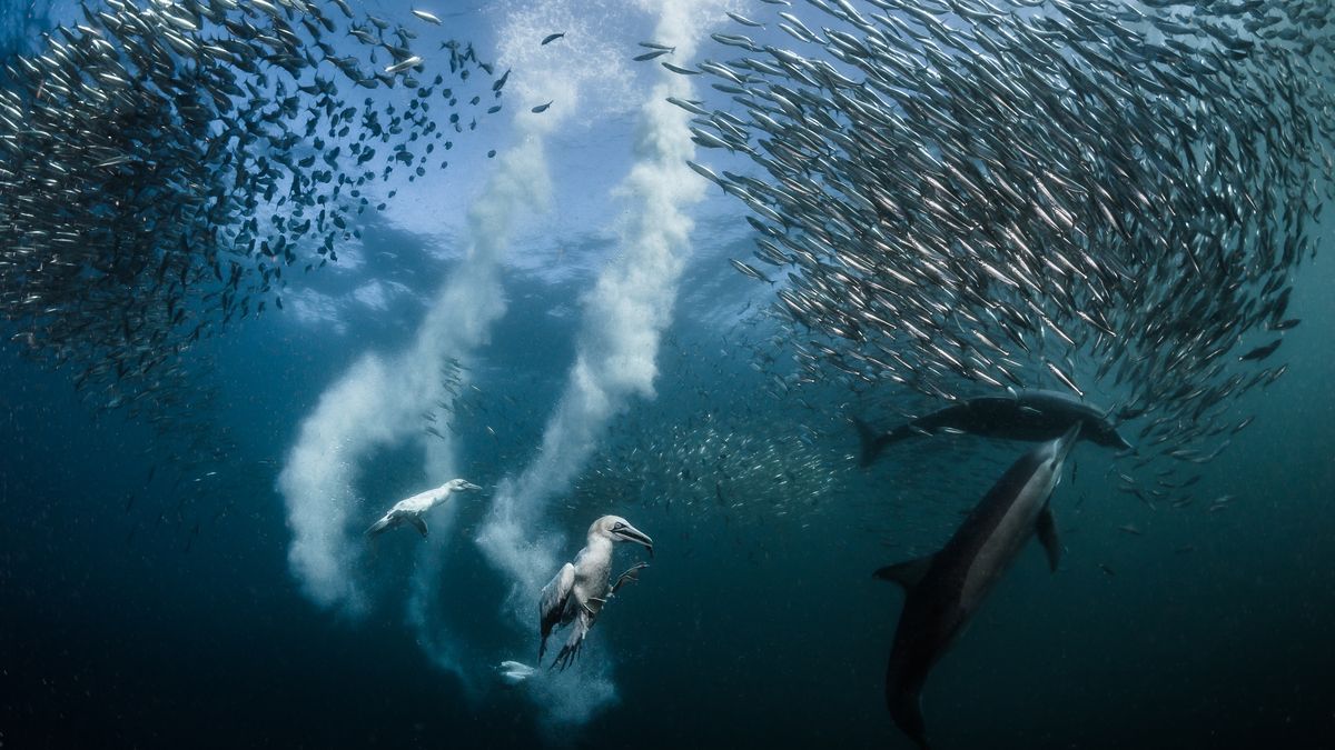 Delfini banco di pesci, 1200x675 HD, PC