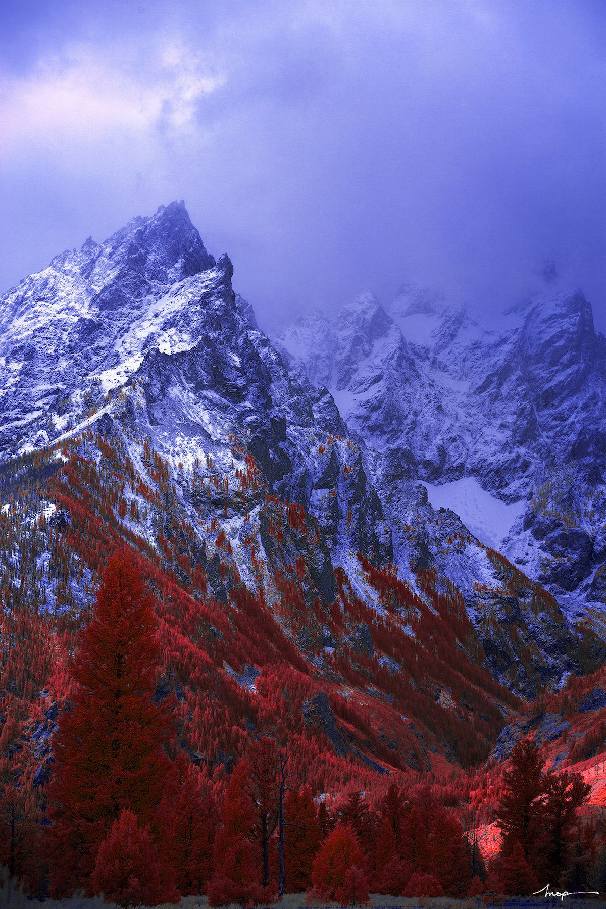 Volpe rossa nella neve, 1920x1080 Full HD, Laptop