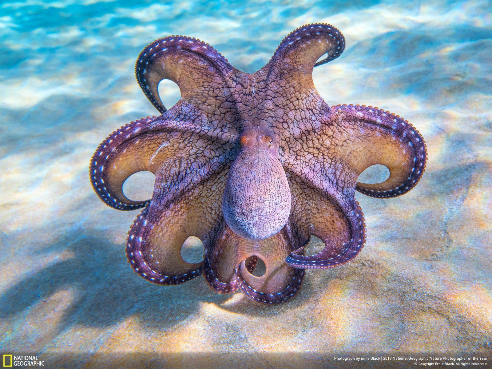 Polpo su fondale marino, 1600x1200 HD, Laptop
