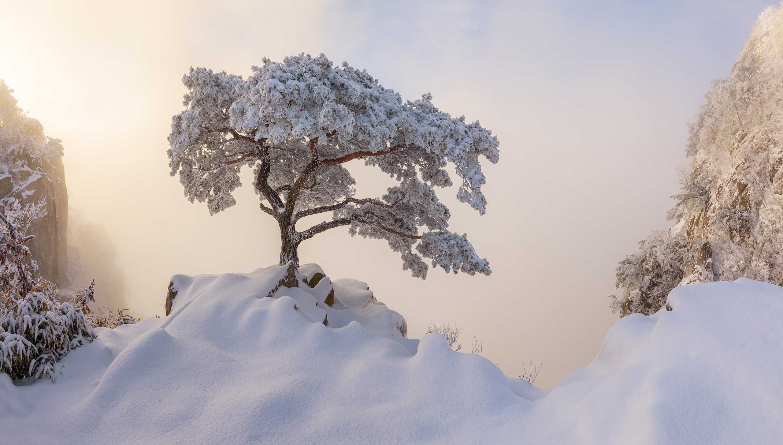 Albero innevato su roccia, 2560x1454 2K, Desktop