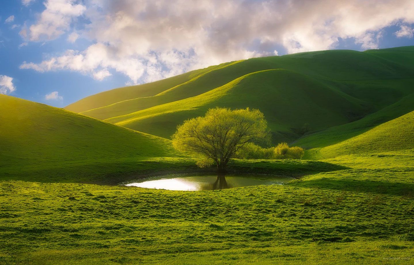 Collina verde con albero solitario, 1438x920 720p, Laptop