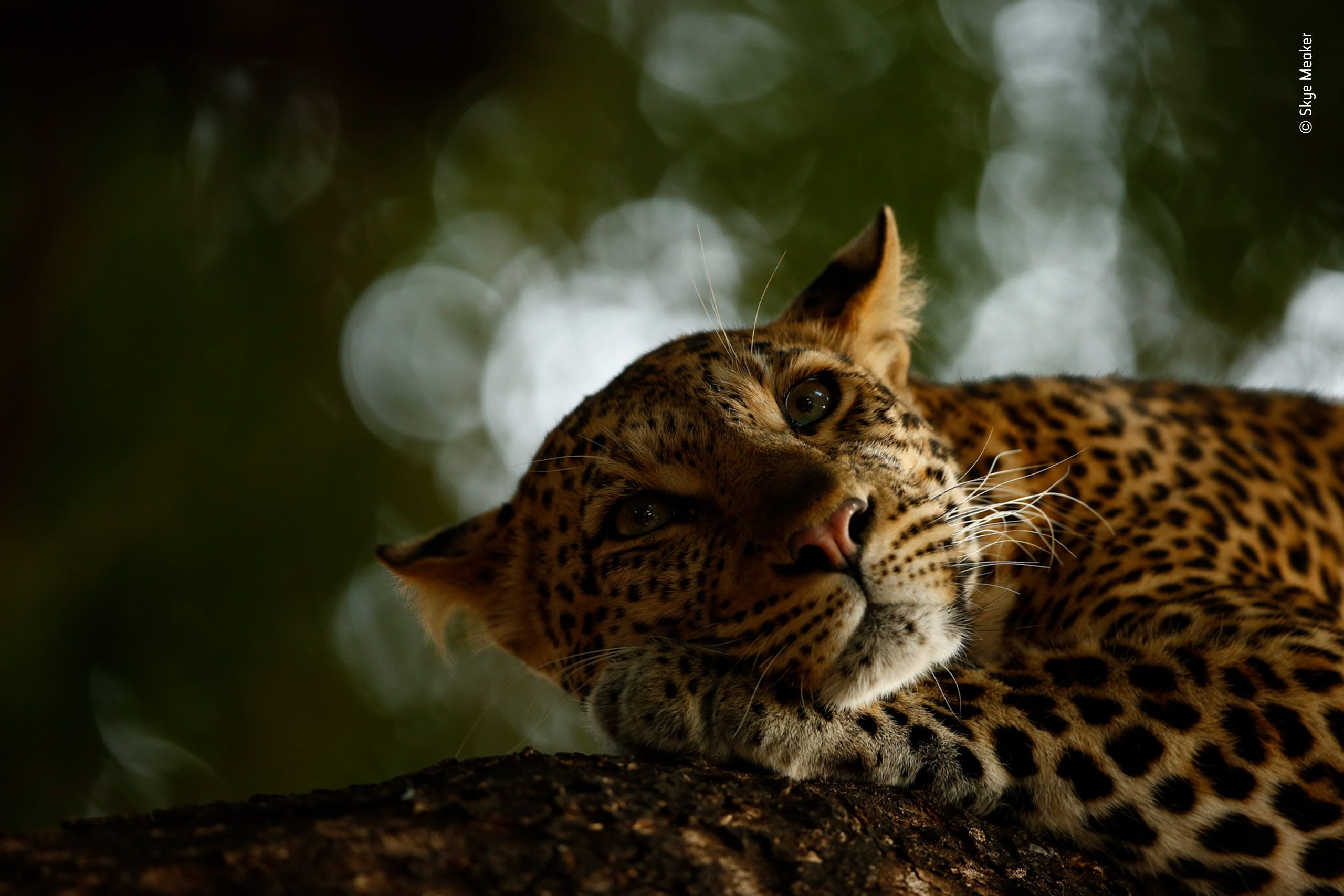 Leopardo sdraiato su ramo, 2560x1707 WQXGA, Monitor Gaming
