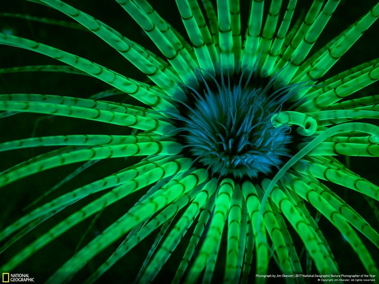 Anemone marino verde fluorescente, 1600x1200 HD, Desktop