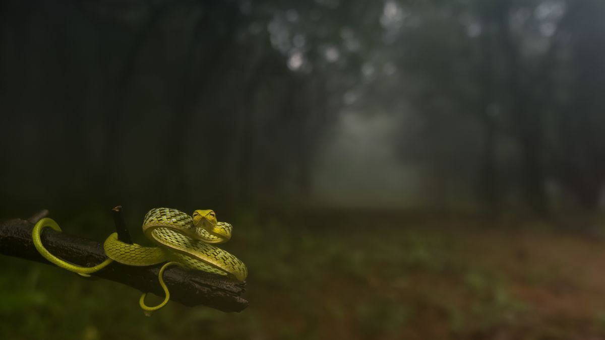 Serpente verde nella foresta, 1200x675 HD, Desktop