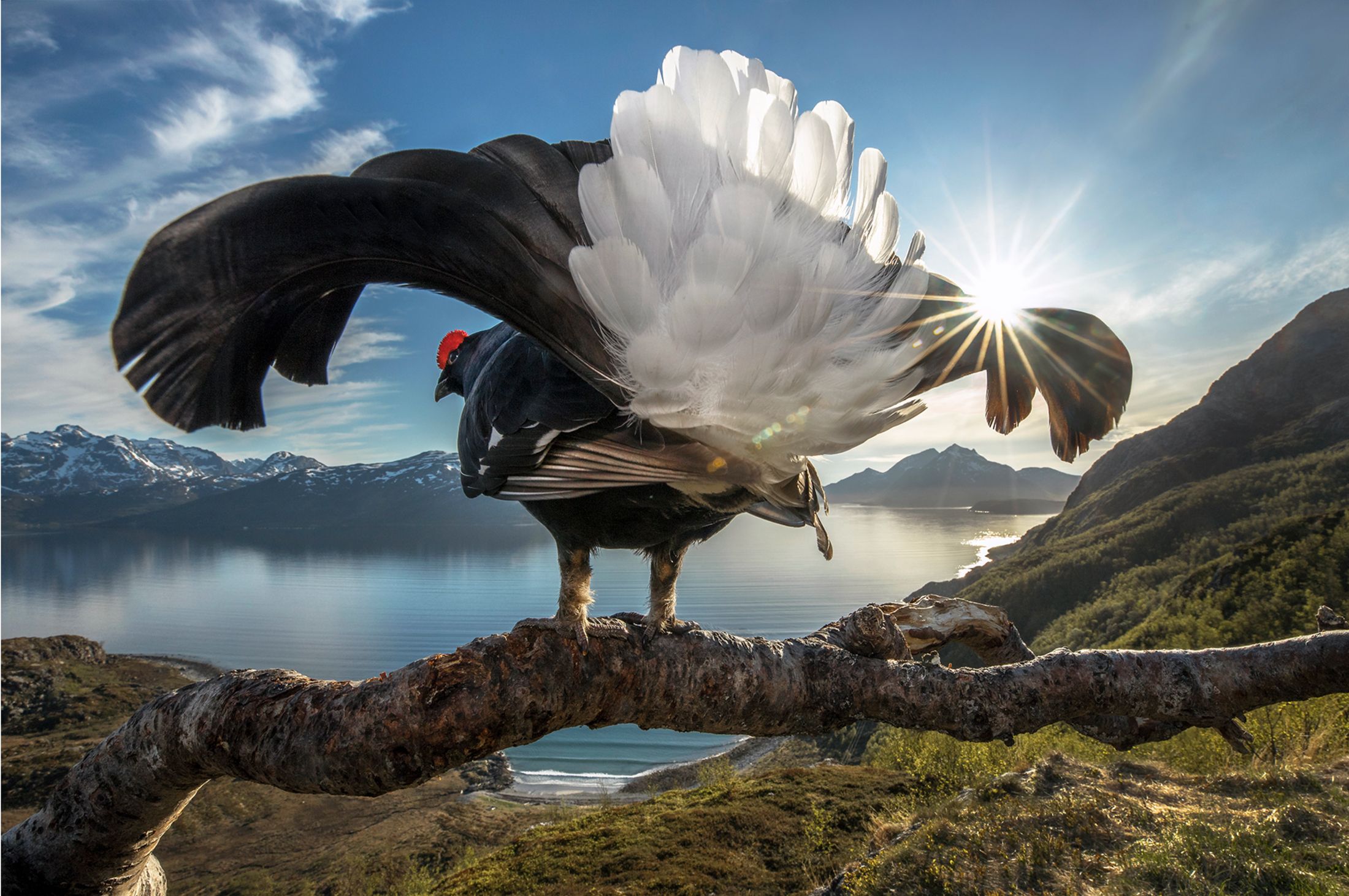 Condor ali spiegate montagne, 2200x1462 alta risoluzione, Desktop