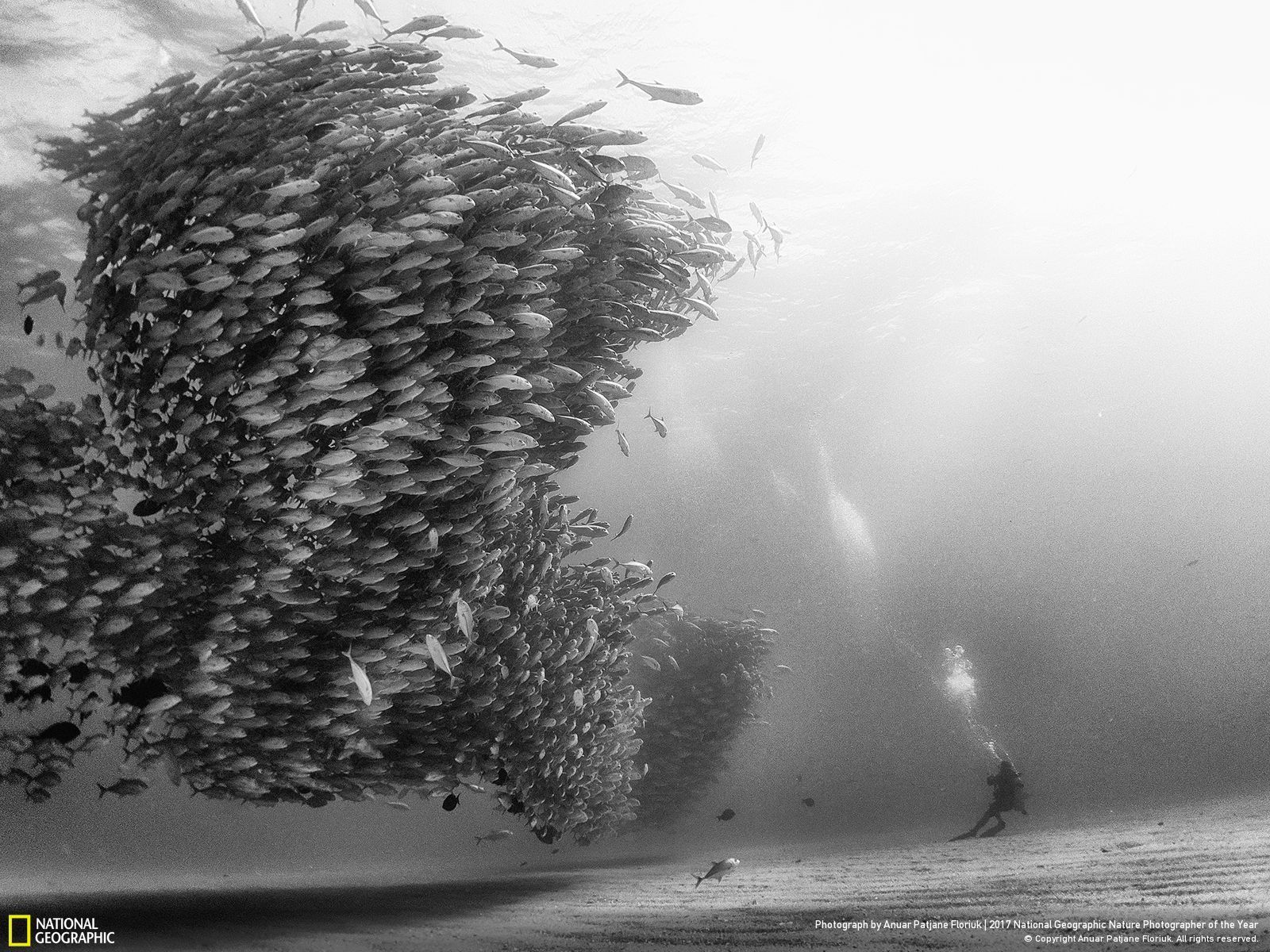 di Fotografia Naturalistica Premiata, 3840x2160 4K, Monitor 4K