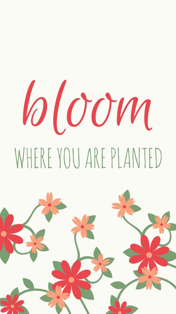 Fiori rossi con frase bloom, 736x1308 Full HD Verticale, iPhone Pro