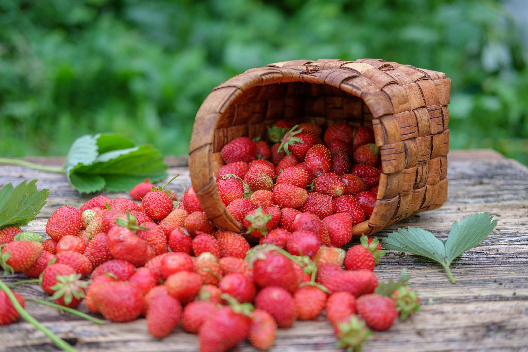 Cestino di fragole rovesciato, 2048x1365 alta risoluzione, Laptop
