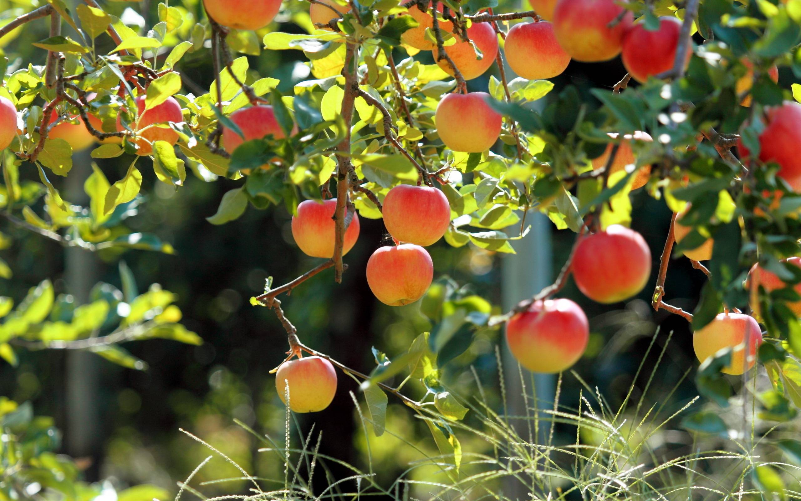 Pesche su ramo albero, 2560x1600 WQXGA, PC