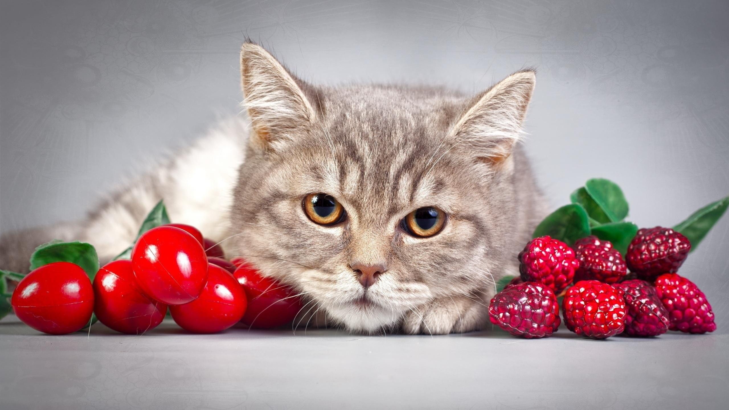Gatto grigio con frutti rossi, 2560x1440 1440p, Desktop