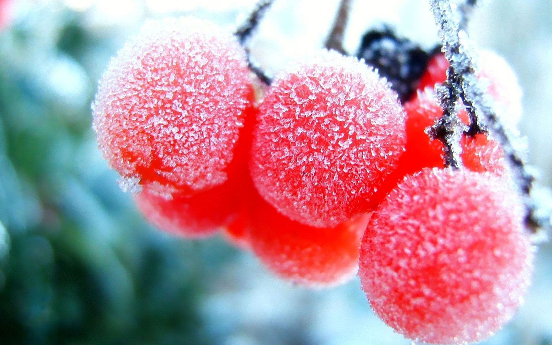 Bacche rosse ghiacciate con brina, 1920x1200 Full HD+, PC