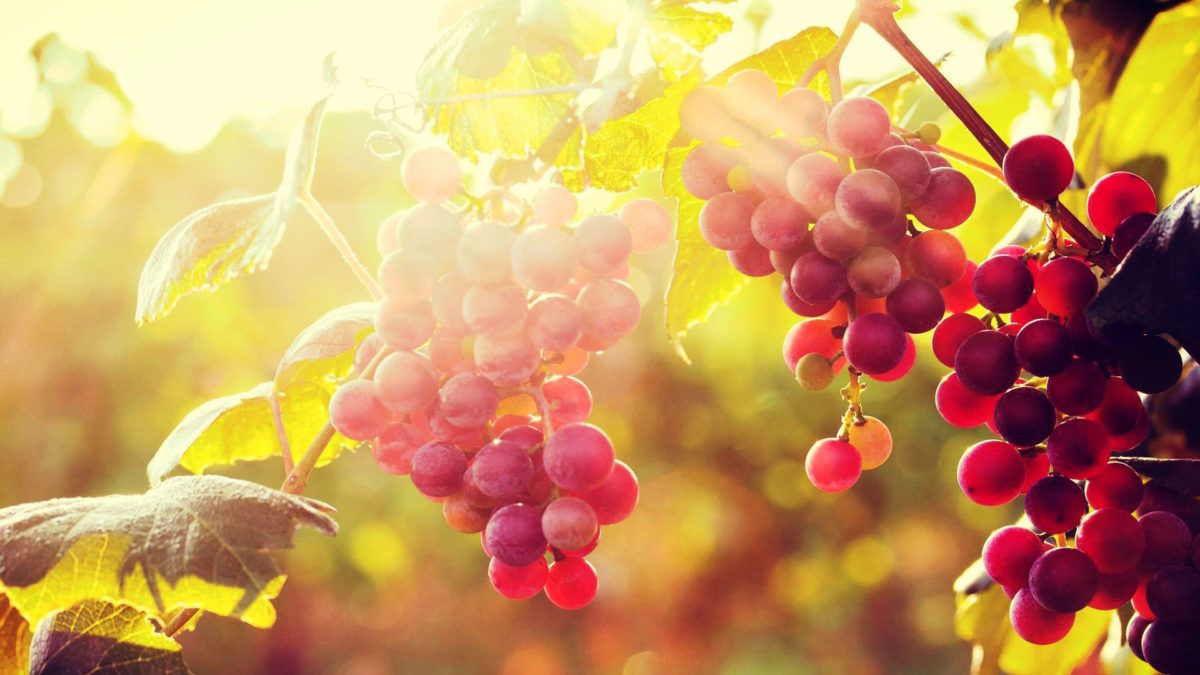 Grappoli d'uva rossa al sole, 1200x675 HD, Monitor Gaming
