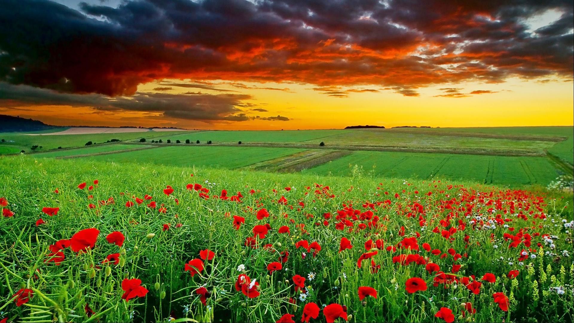 Campo di papaveri al tramonto, 1920x1080 Full HD 1080p, Desktop