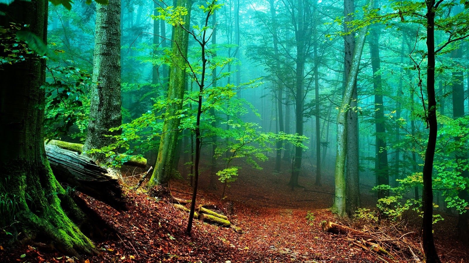 Foresta verde nebbiosa, 1600x900 900p, Desktop