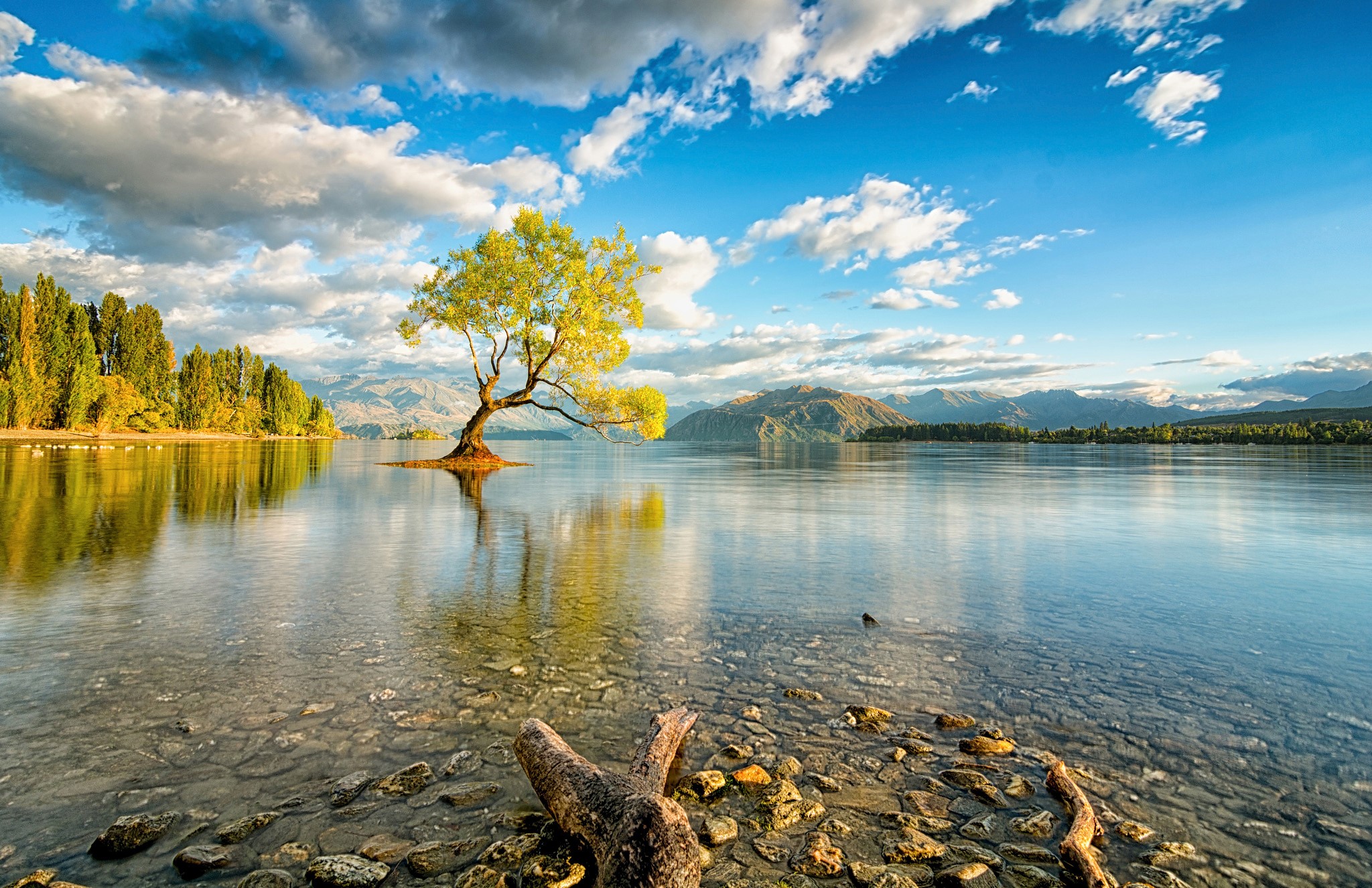 Albero solitario nel lago, 2048x1326 Hi-Res, Laptop