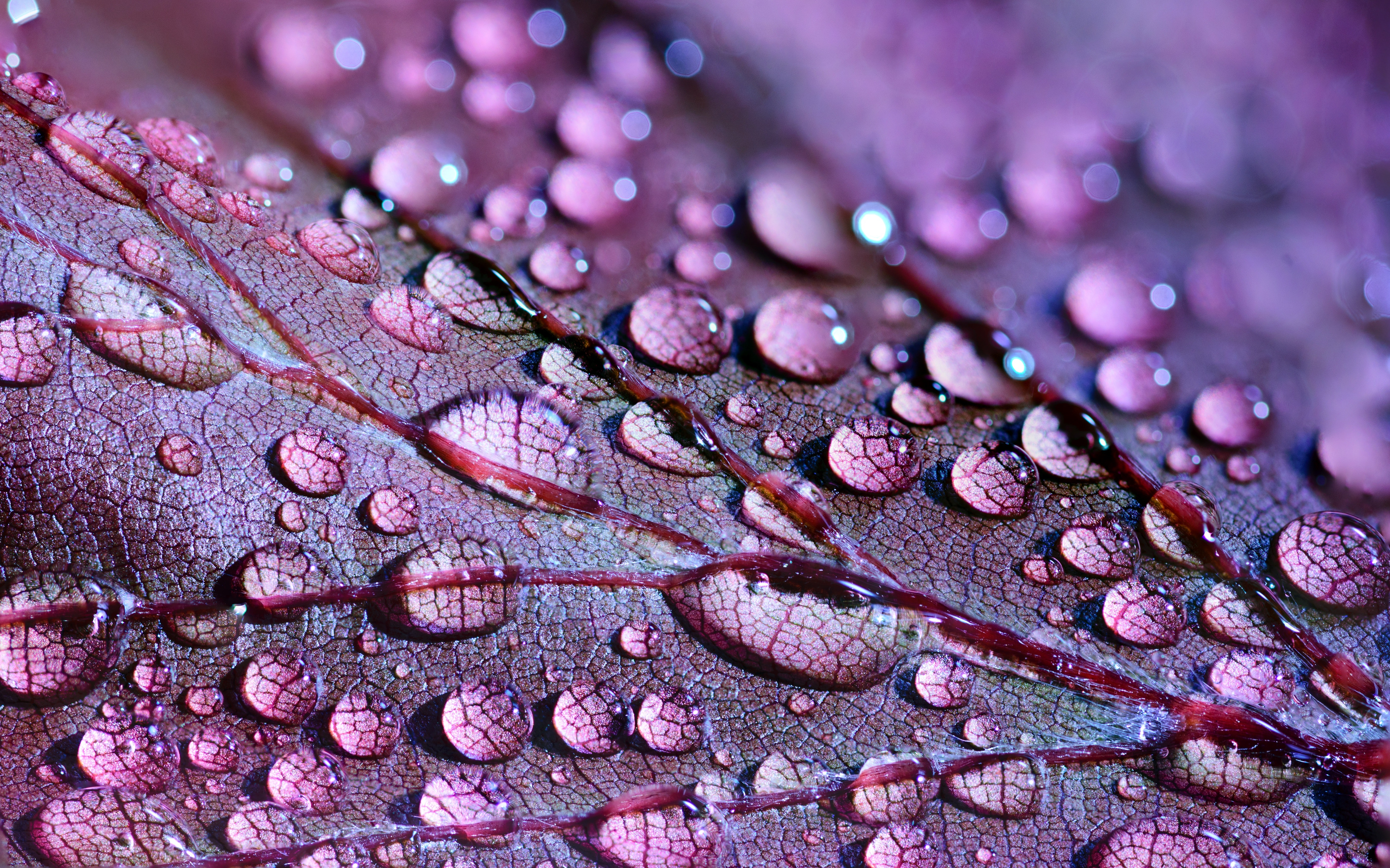 Gocce d'acqua su foglia viola, 5631x3518 4K, Desktop 4K