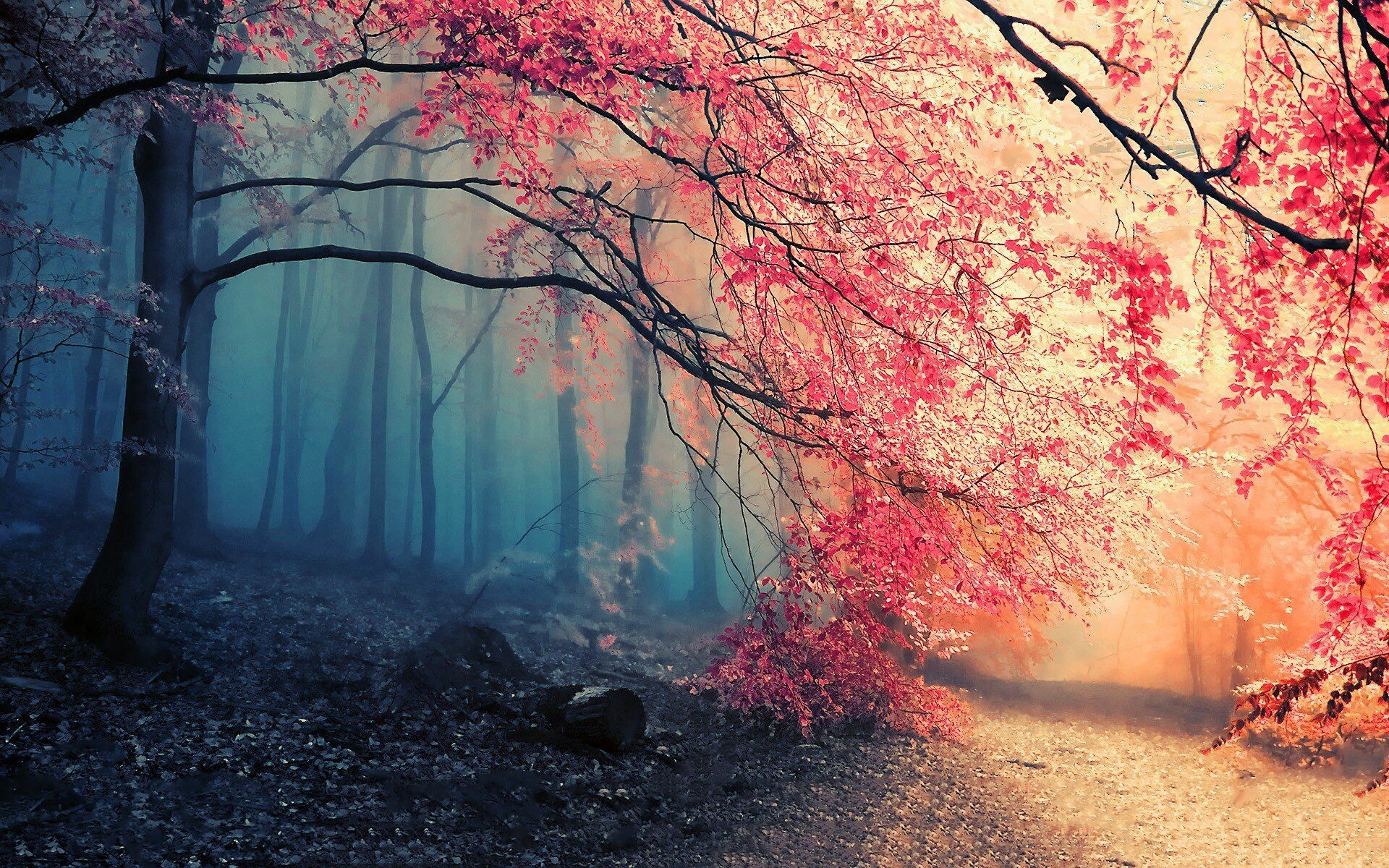 Foresta autunnale nebbiosa rosa, 1920x1200 Full HD+ WUXGA, PC