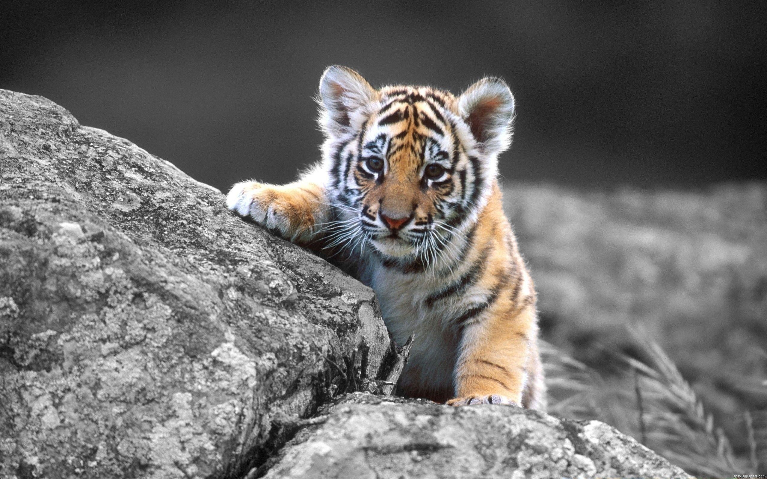 Cucciolo di tigre su roccia, 2560x1600 2K, PC
