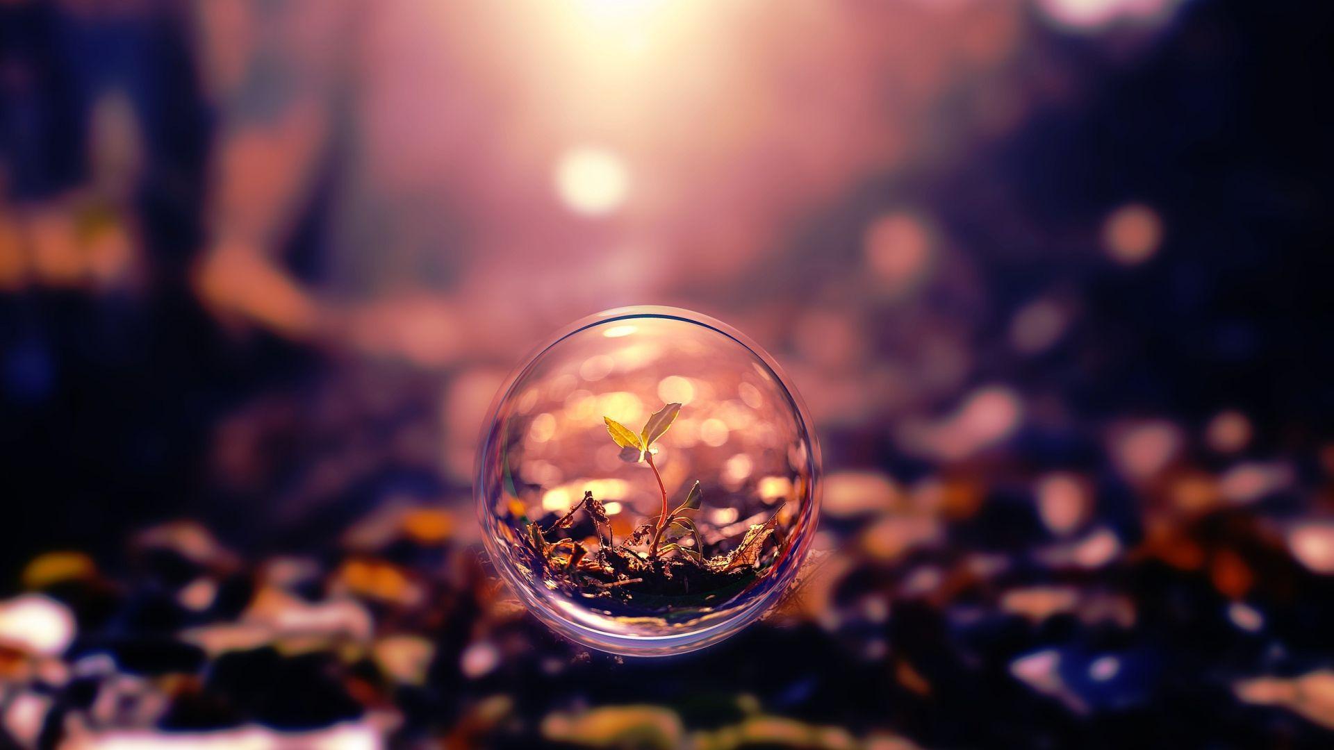 Sfera di vetro con pianta, 1920x1080 1080p, PC