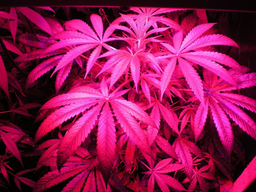Pianta di cannabis luce rosa, 1024x768 HD, Desktop