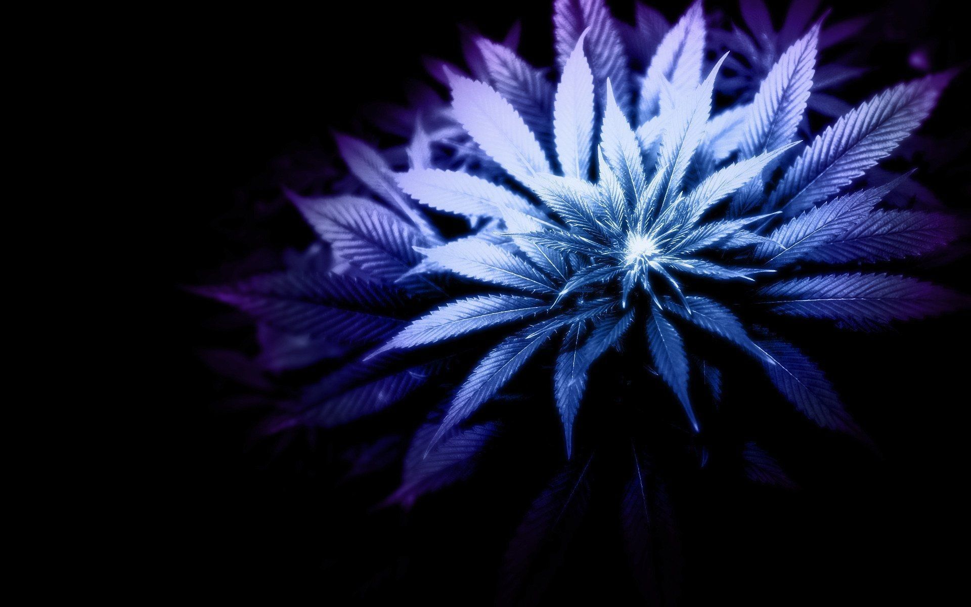 Foglia di cannabis viola luminosa, 1920x1200 Full HD+ WUXGA, iMac