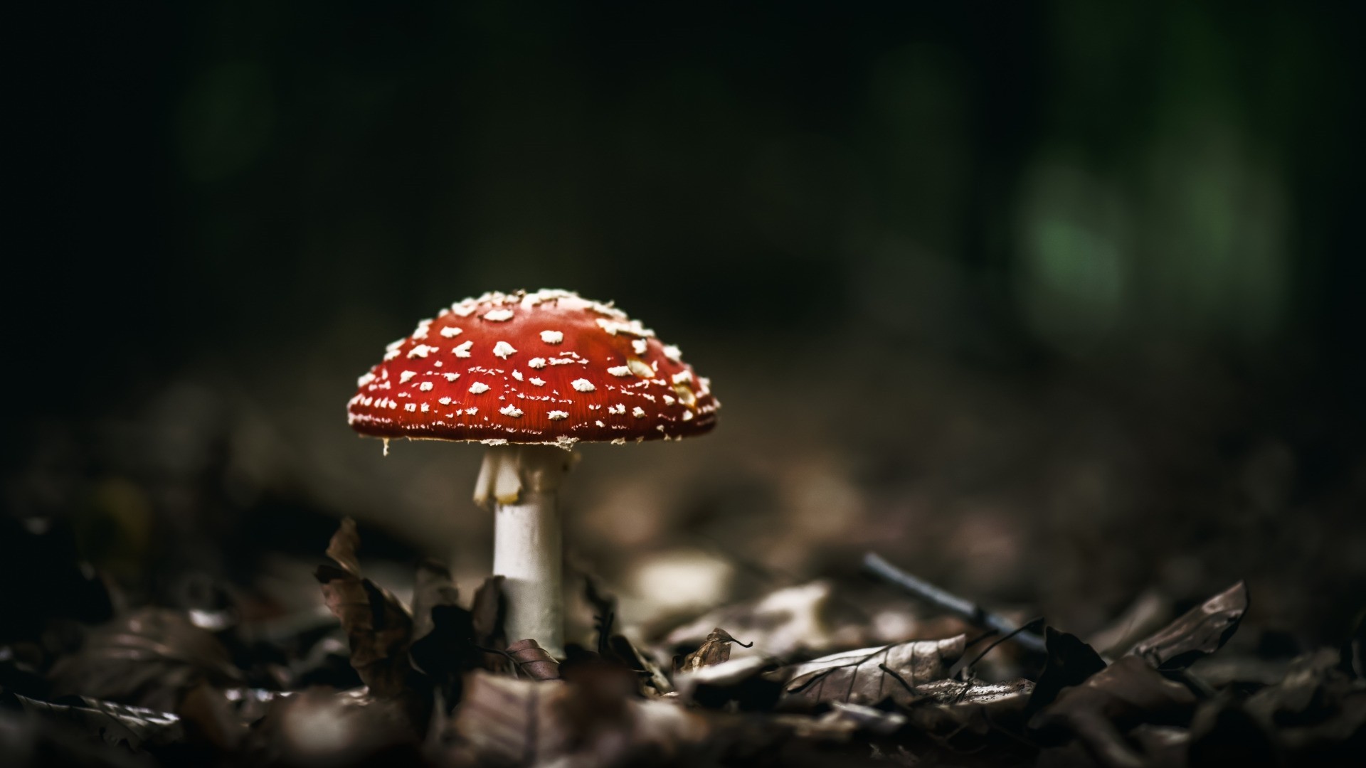 Fungo rosso Amanita muscaria, 1920x1080 Full HD, PC Desktop