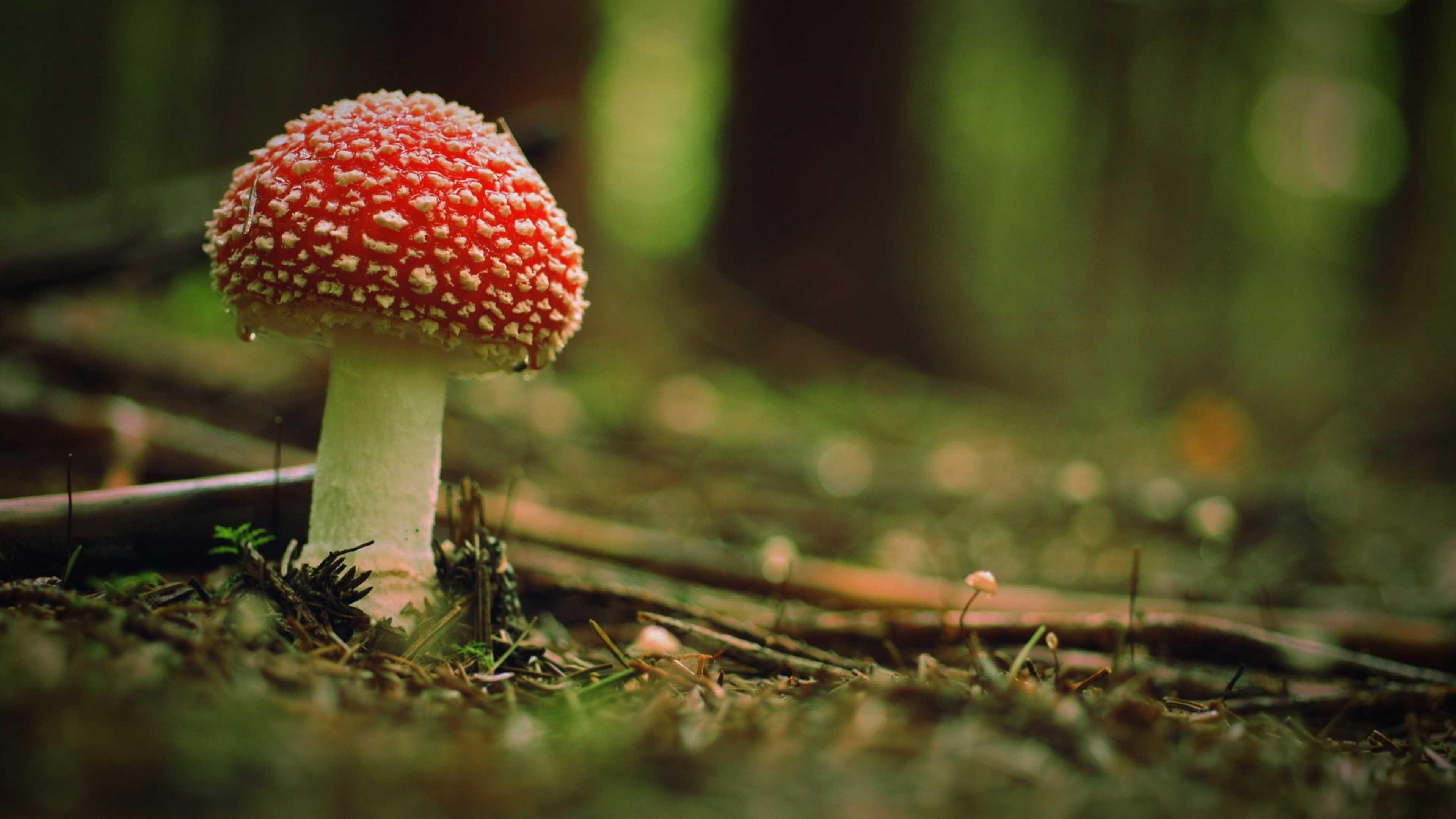 Fungo amanita muscaria nel bosco, 3840x2160 4K, Desktop 4K