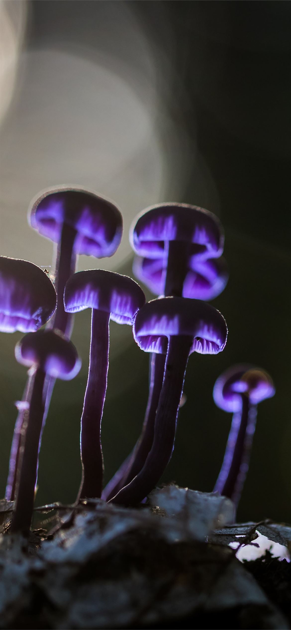 Funghi viola bioluminescenti scuri, 1170x2532 Full HD Verticale, Smartphone