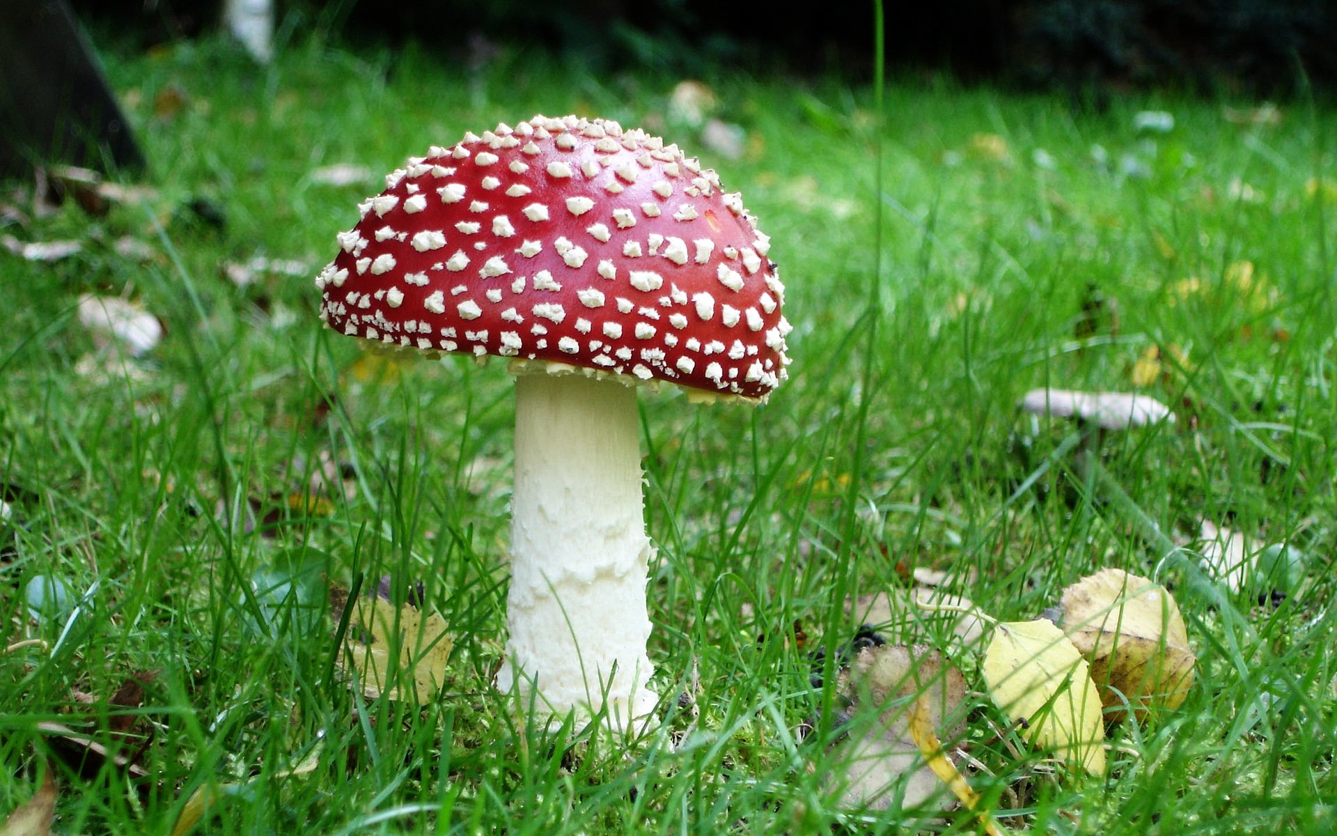Fungo amanita muscaria nell'erba, 1920x1200 Full HD+ WUXGA, Laptop
