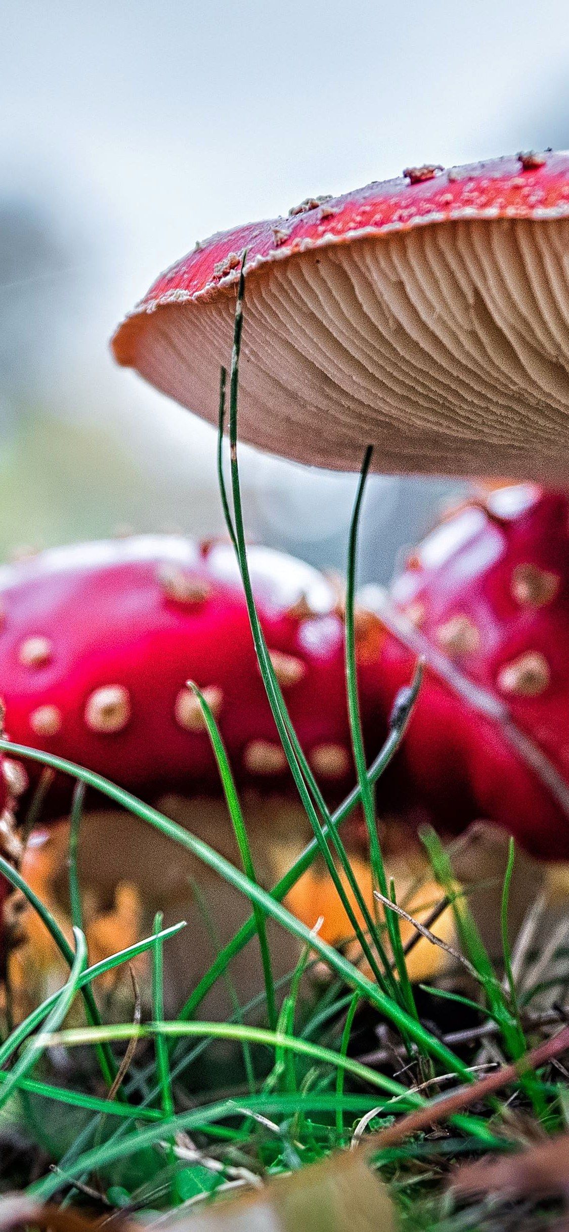 Fungo amanita rosso primo piano, 1125x2436 Verticale, Telefono