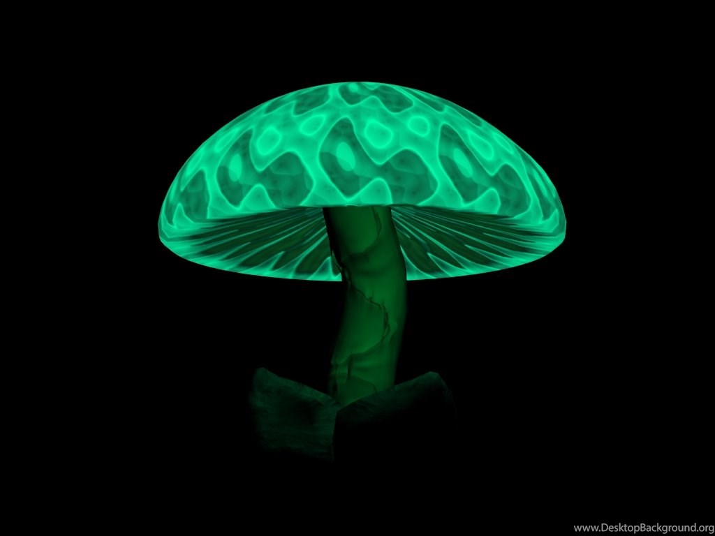Fungo bioluminescente verde, 1024x768 HD, Laptop
