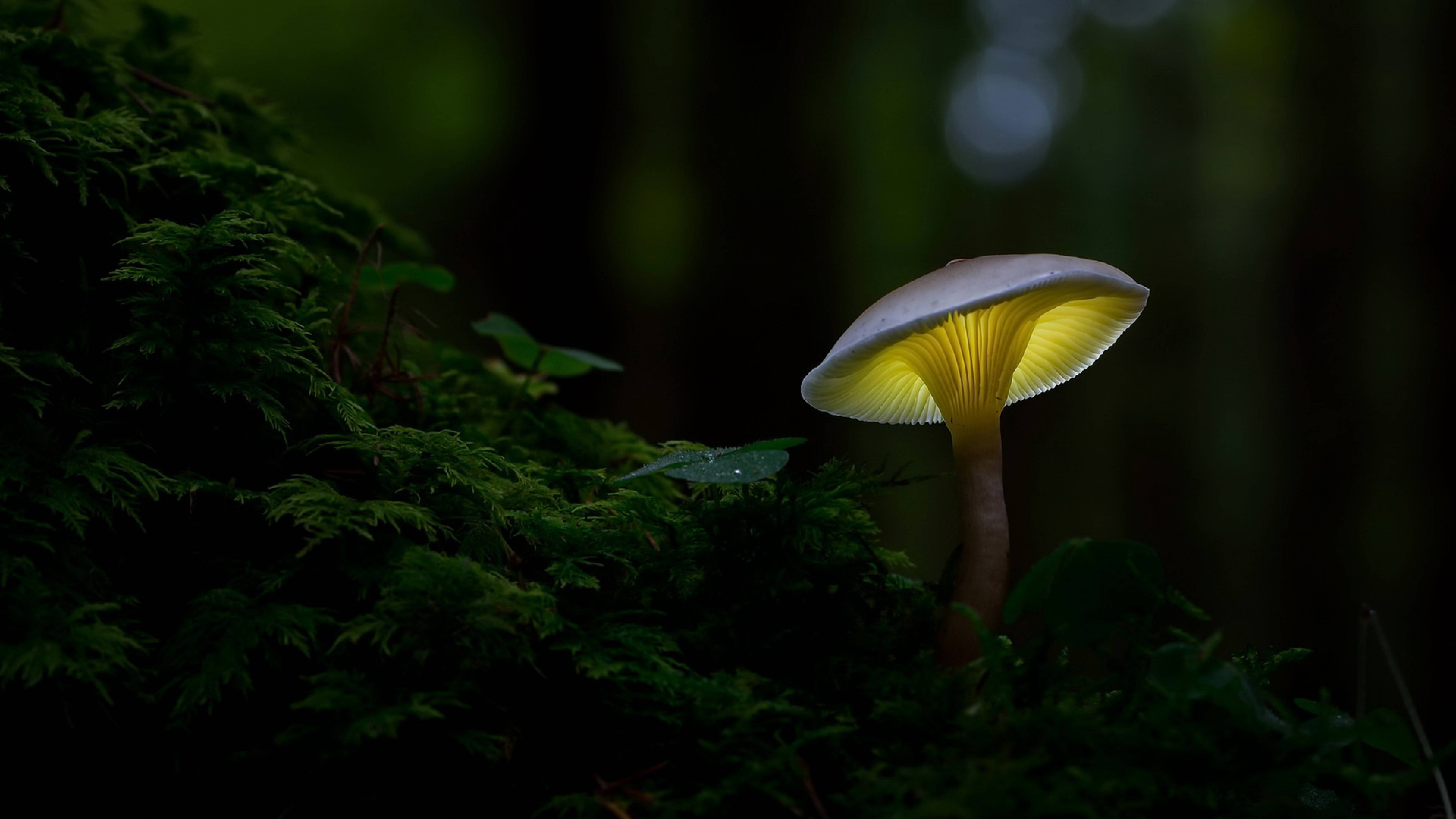 Fungo giallo luminoso nel bosco, 7680x4320 4K, Desktop 4K