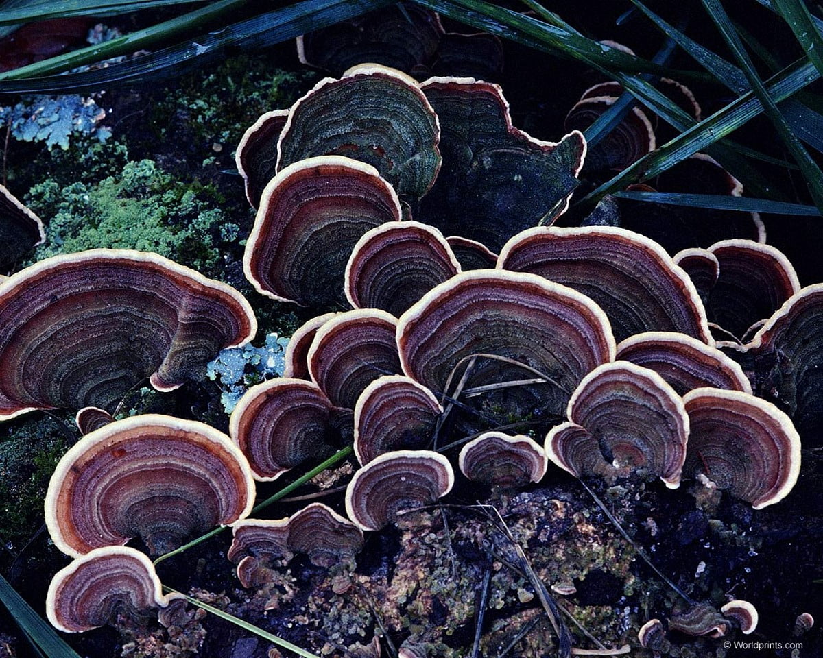 Funghi a mensola su tronco, 1200x960 HD, Desktop