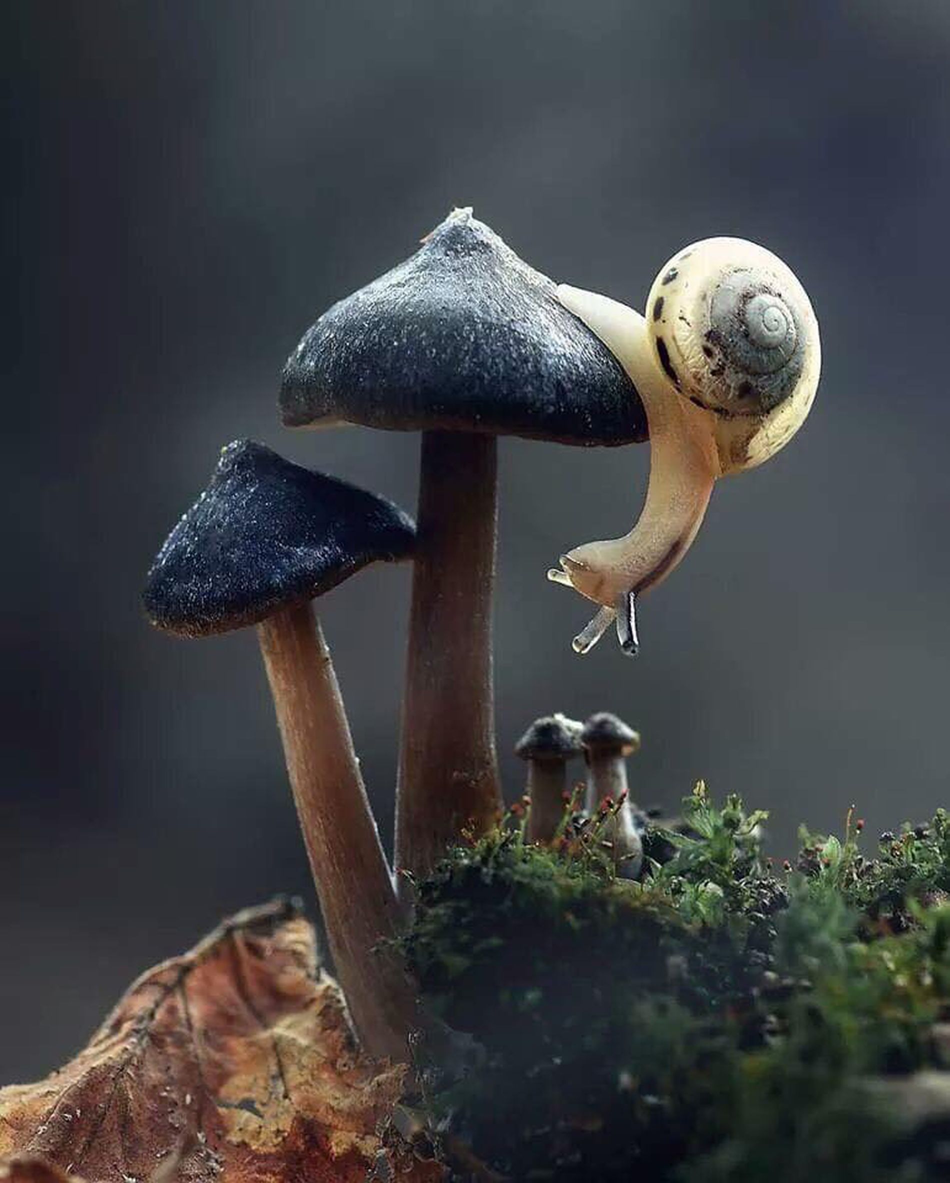 Chiocciola su fungo scuro, 1900x2366 Full HD Verticale, iPhone