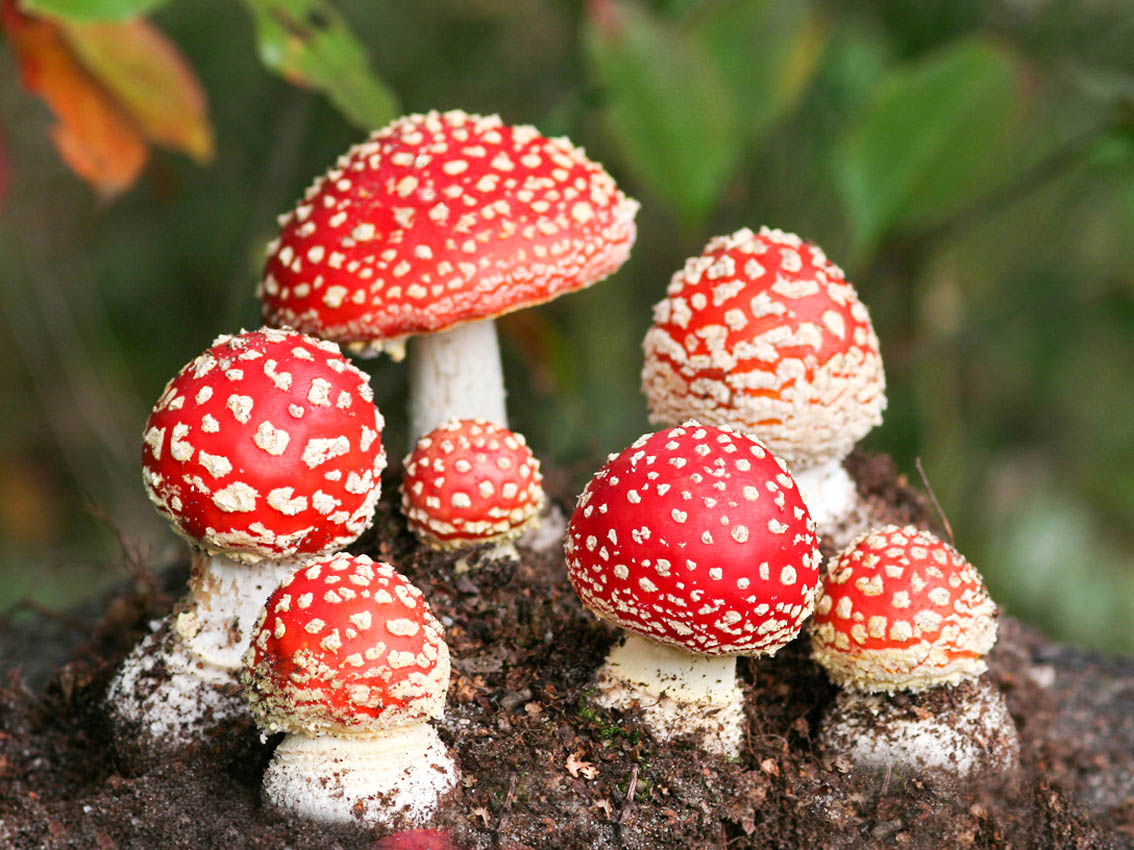 Funghi amanita muscaria rossi, 1134x850 HD, Desktop