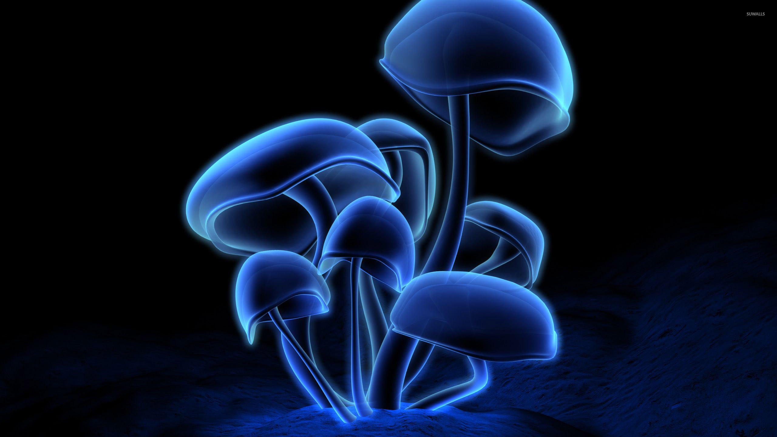 Funghi luminosi blu neon, 2560x1440 2K, Desktop