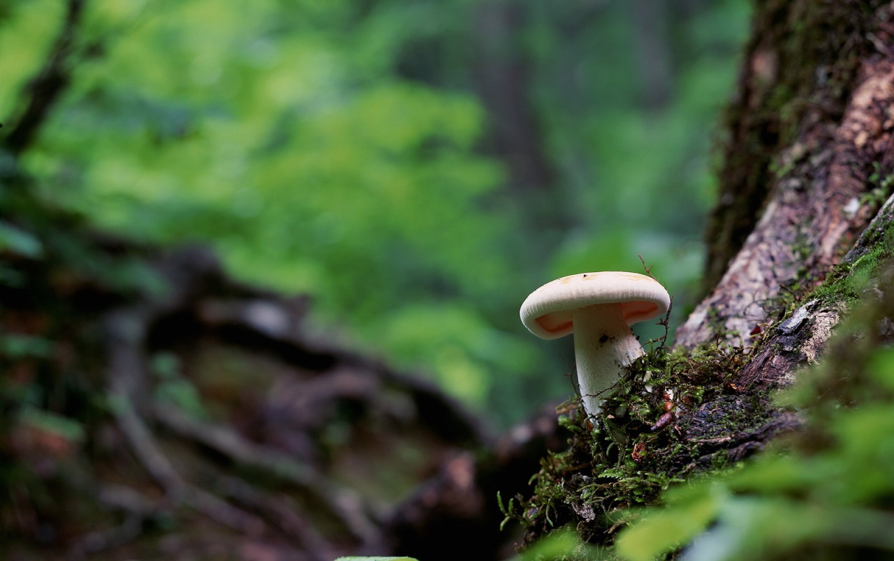 Fungo singolo nel bosco, 1280x804 HD, Desktop