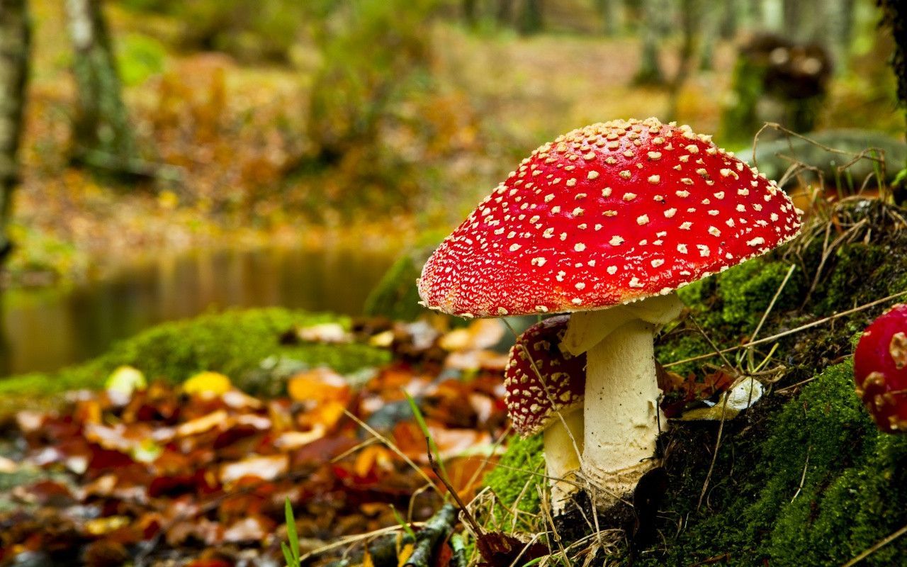 Fungo amanita rosso nel bosco, 1280x800 HD, Desktop