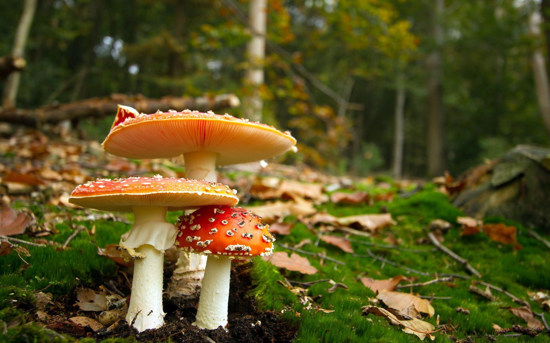 Funghi rossi nel bosco, 1920x1200 Full HD+, Laptop