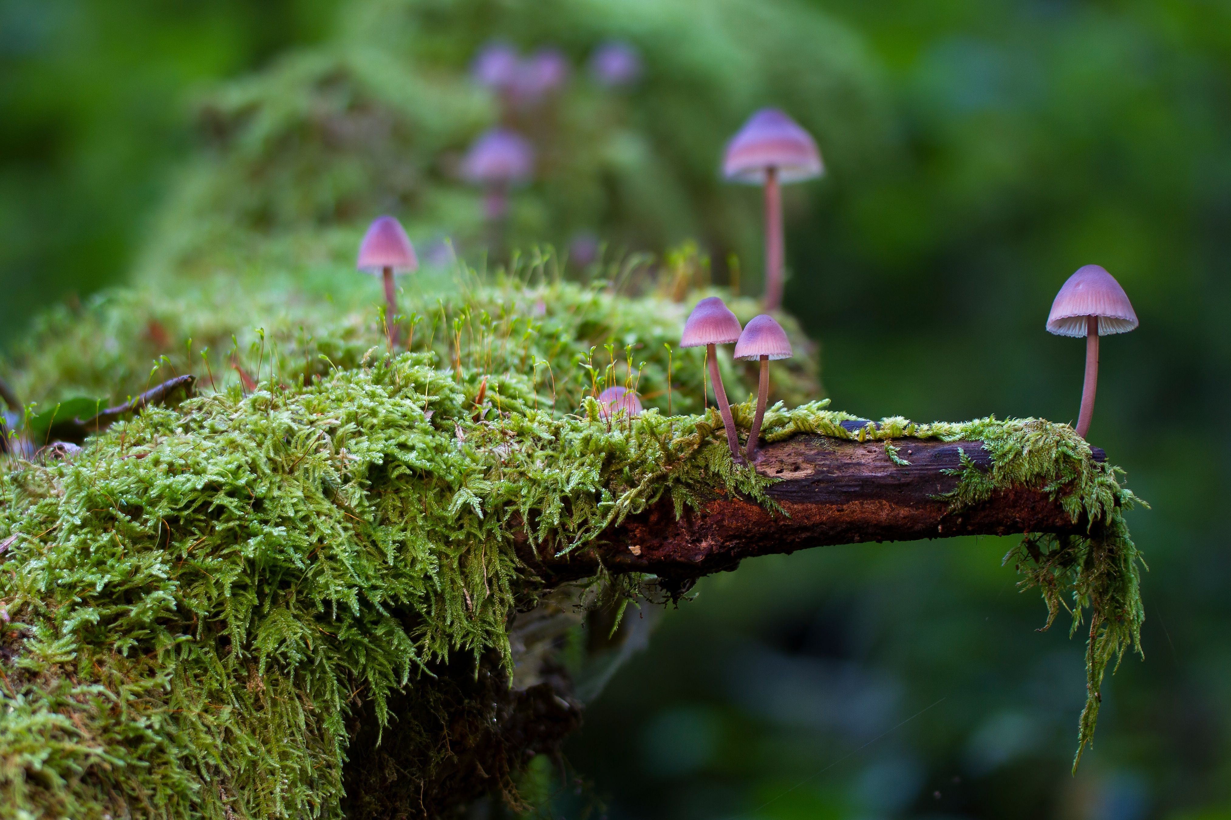 Funghi rosa su muschio, 4054x2702 4K Ultra HD, Monitor 4K