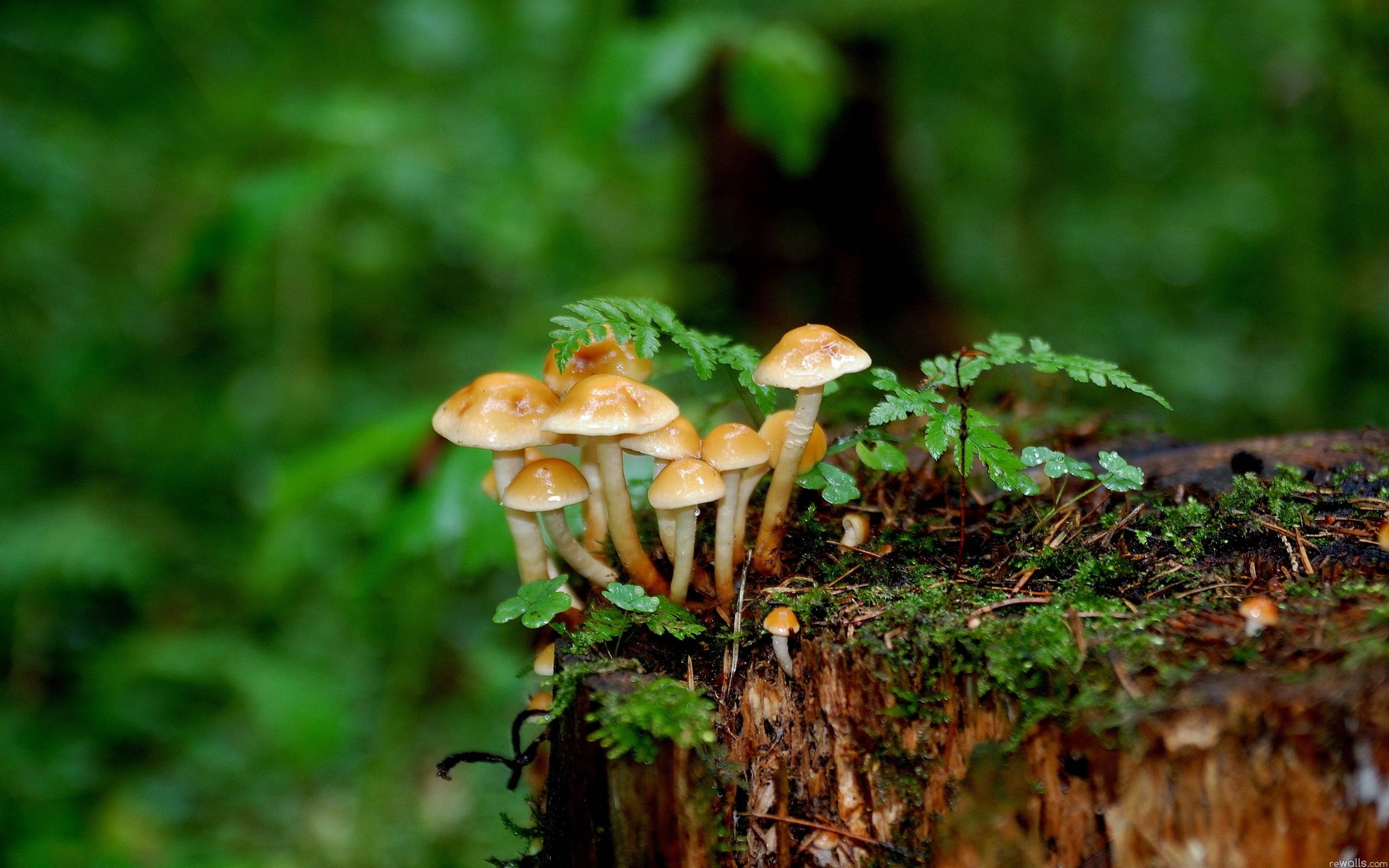 Funghi selvatici su tronco, 2560x1600 WQXGA, PC