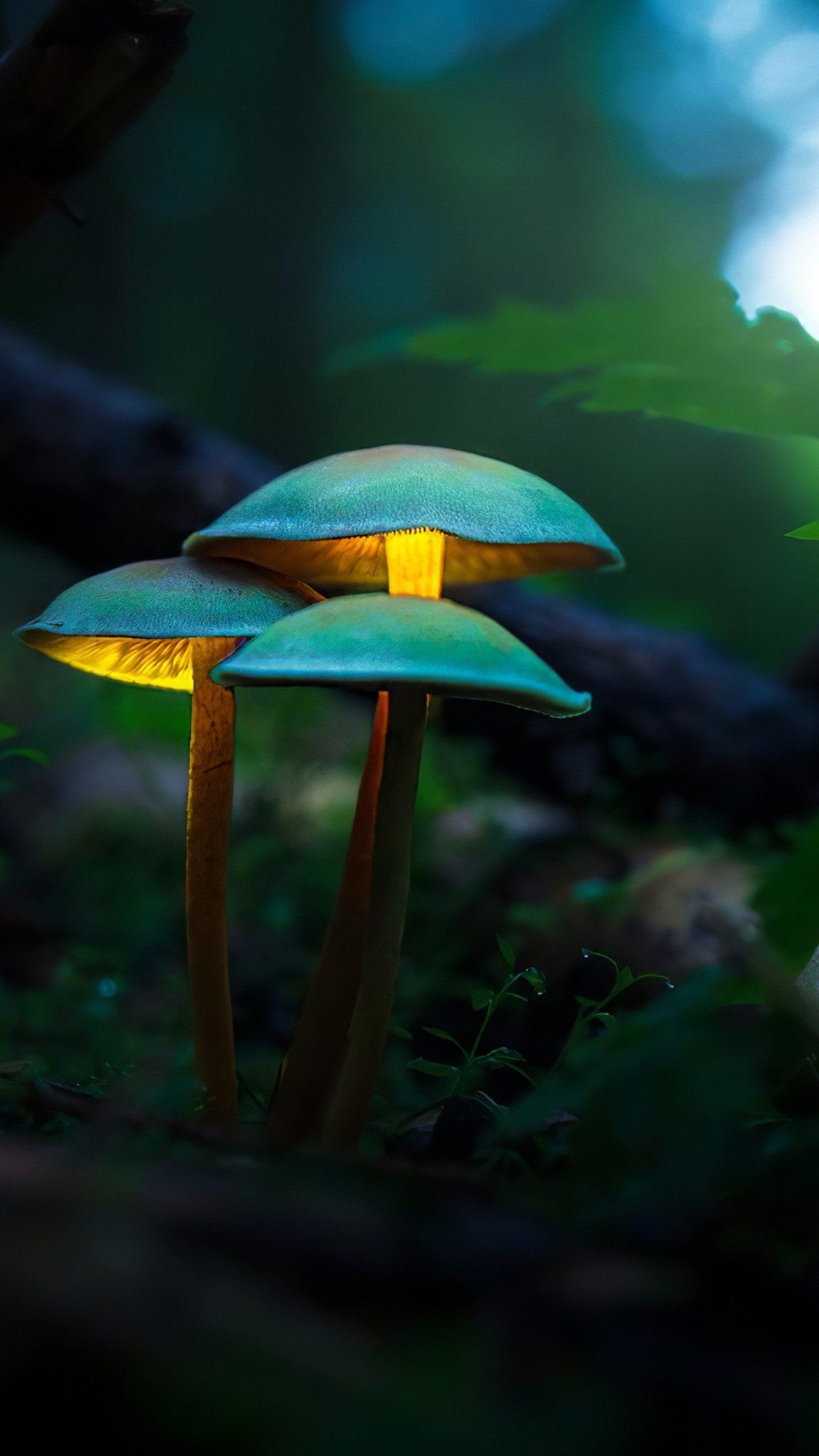 Funghi luminosi blu foresta, 1440x2560 Full HD Verticale, Samsung Galaxy