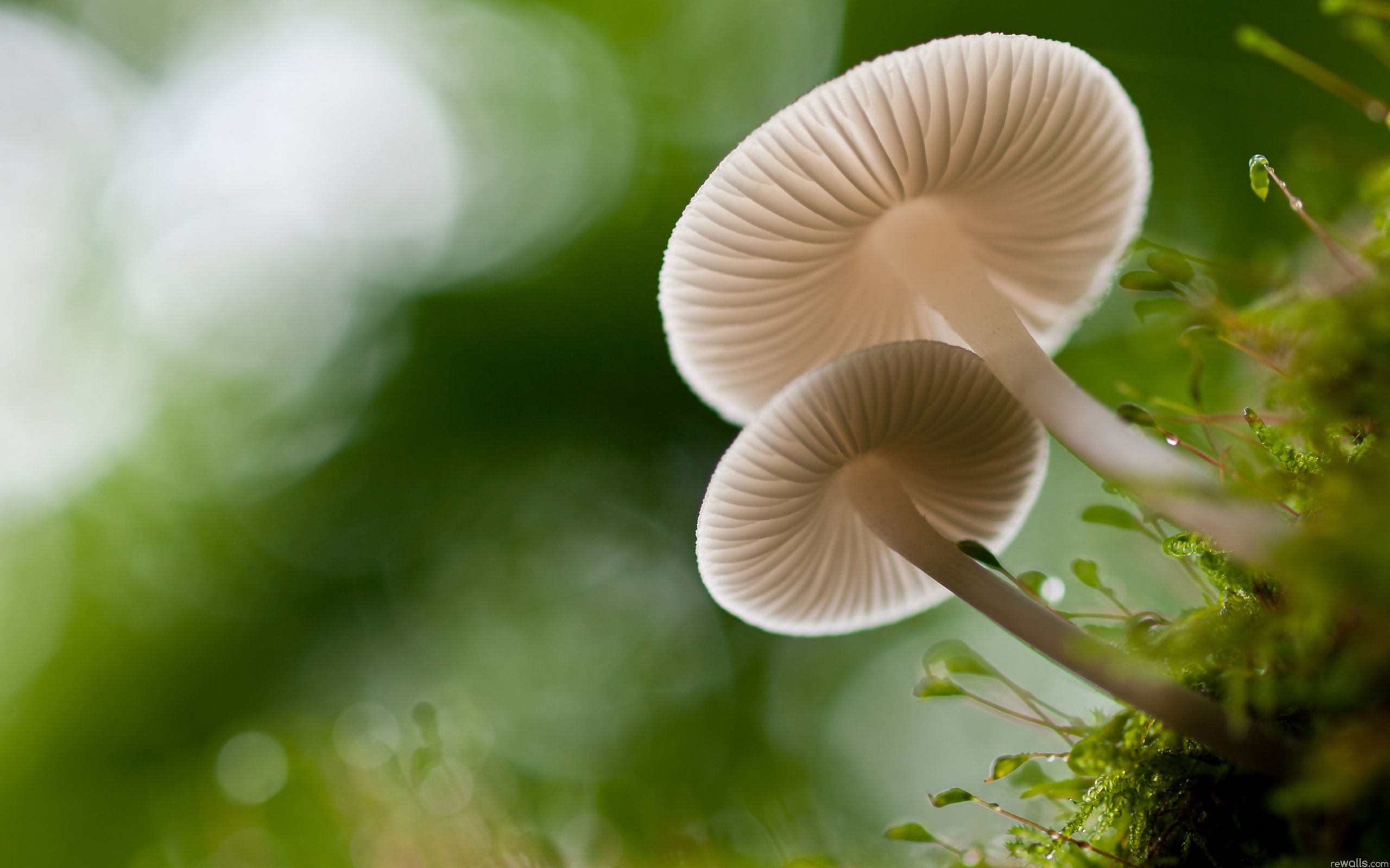 Funghi bianchi su muschio verde, 2560x1600 2K+, PC