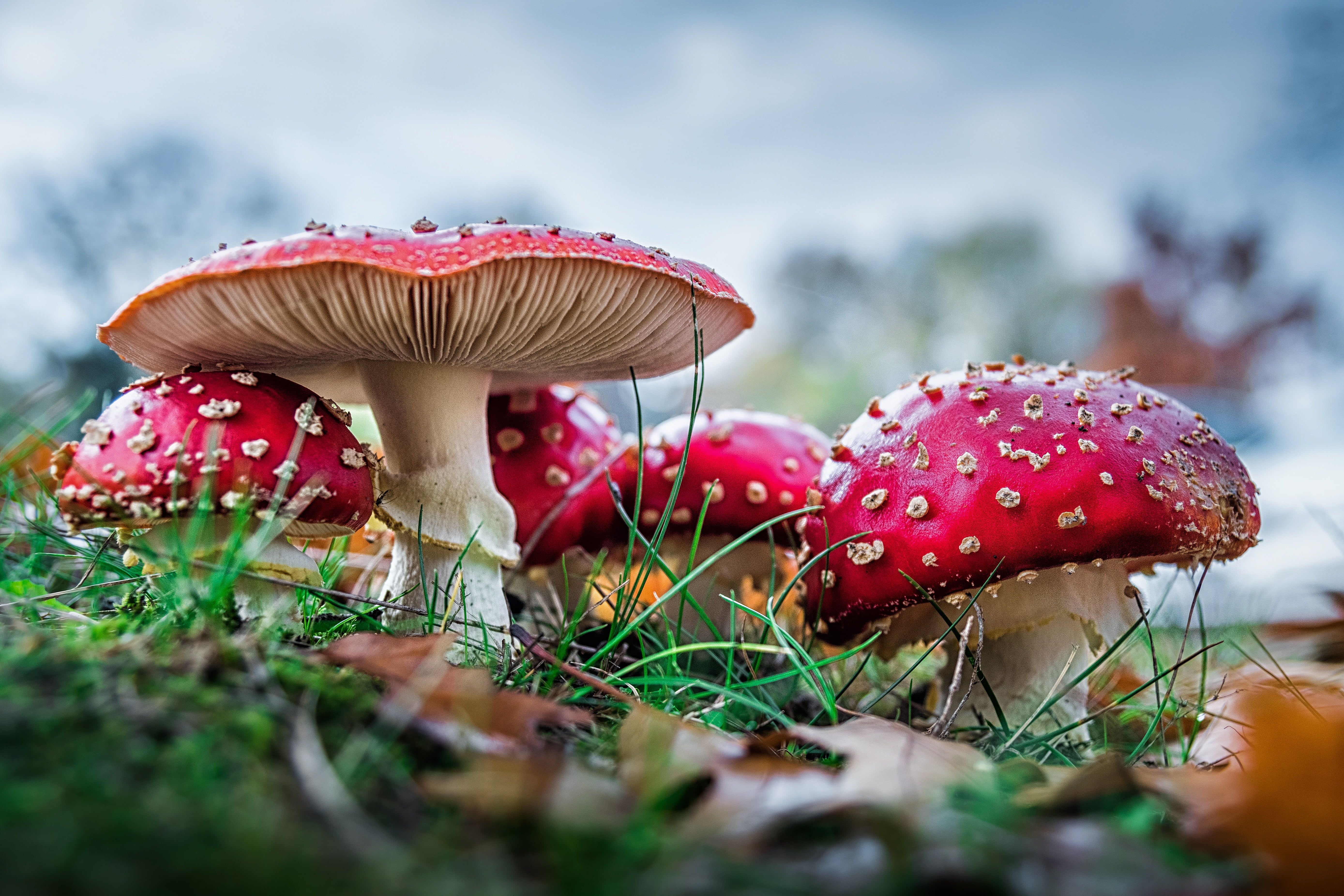 Funghi Amanita muscaria rossi, 5554x3703 4K Ultra HD, Smart TV 4K