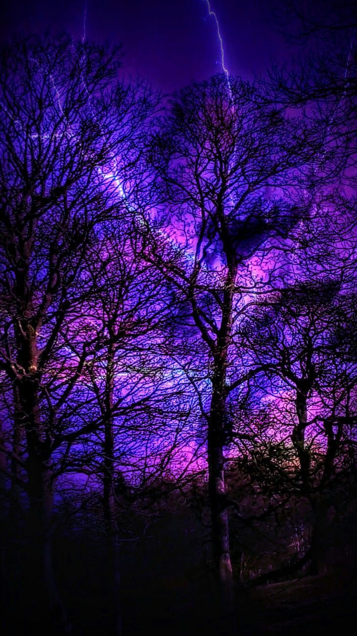 Alberi silhouette cielo viola, 729x1298 Full HD Verticale, iPhone