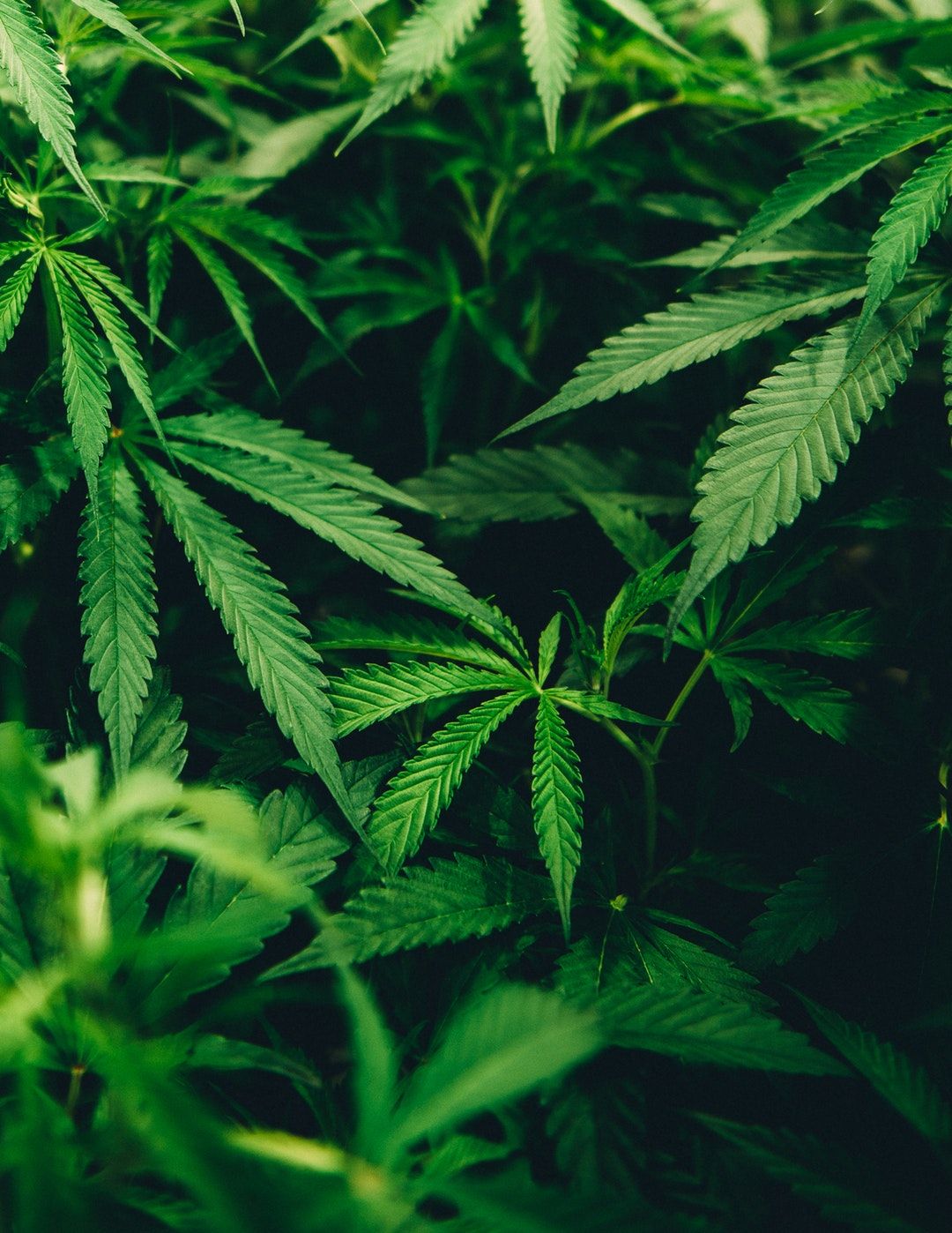 Foglie di cannabis verde scuro, 1080x1398 Verticale, Android