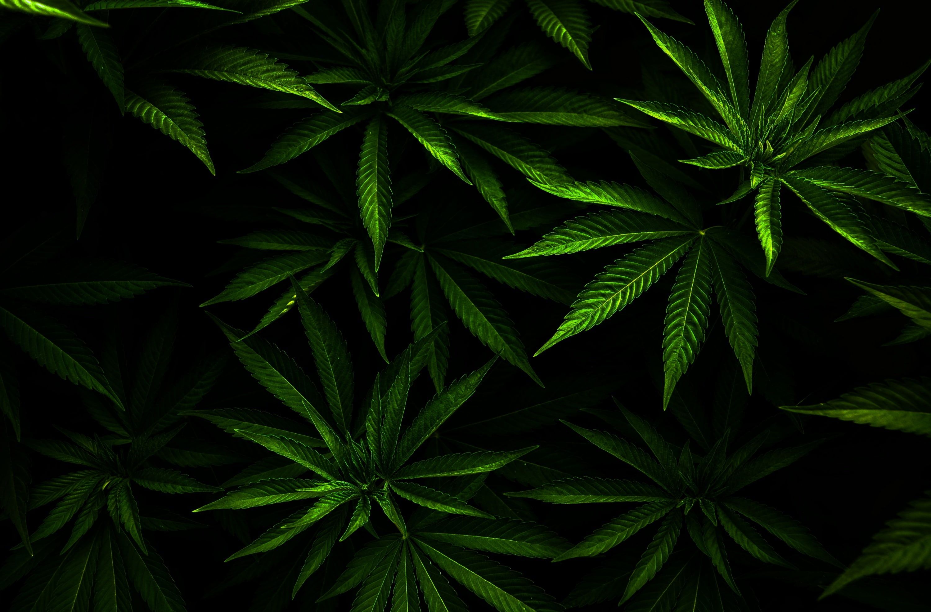 Foglie di cannabis verde scuro, 3000x1973 WQXGA, PC