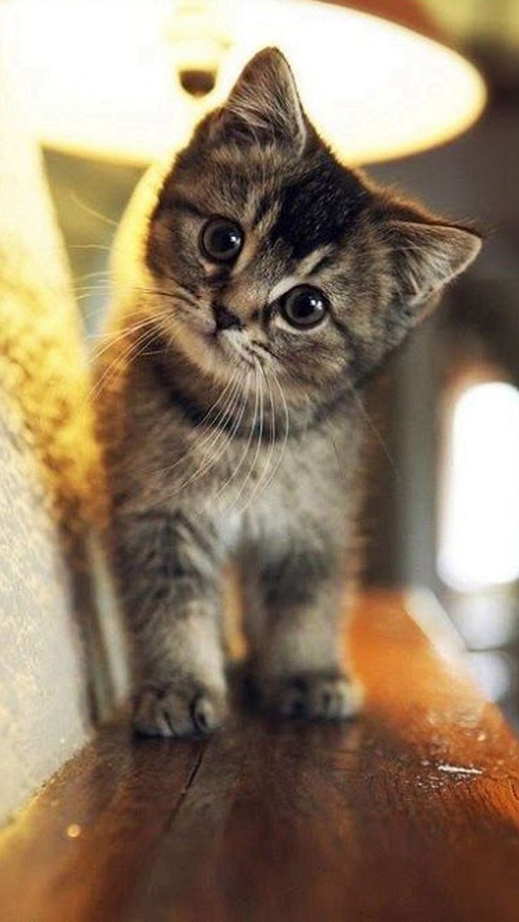 Gattino grigio tabby su tavolo, 736x1308 Full HD Verticale, iPhone Pro Max
