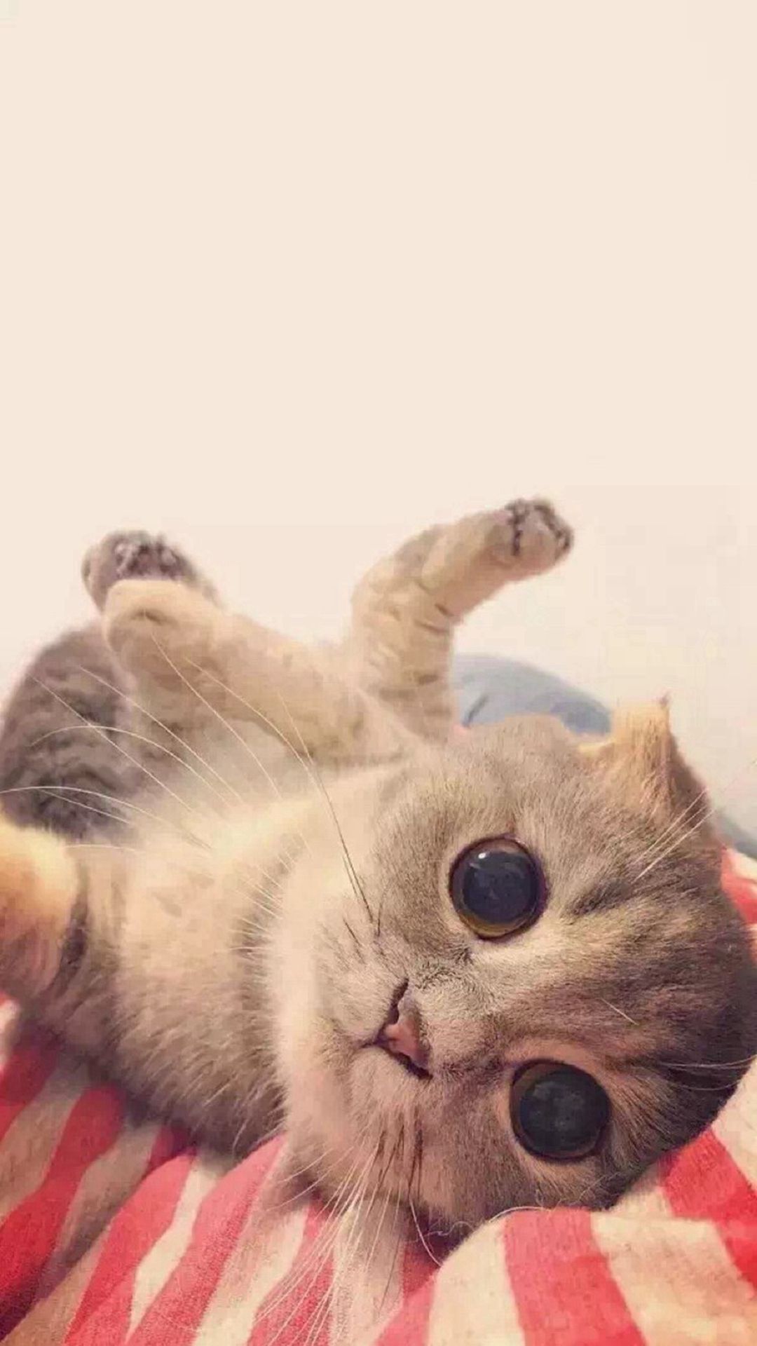 Gatto grigio bianco divertente, 1080x1920 Full HD Verticale, iPhone Plus