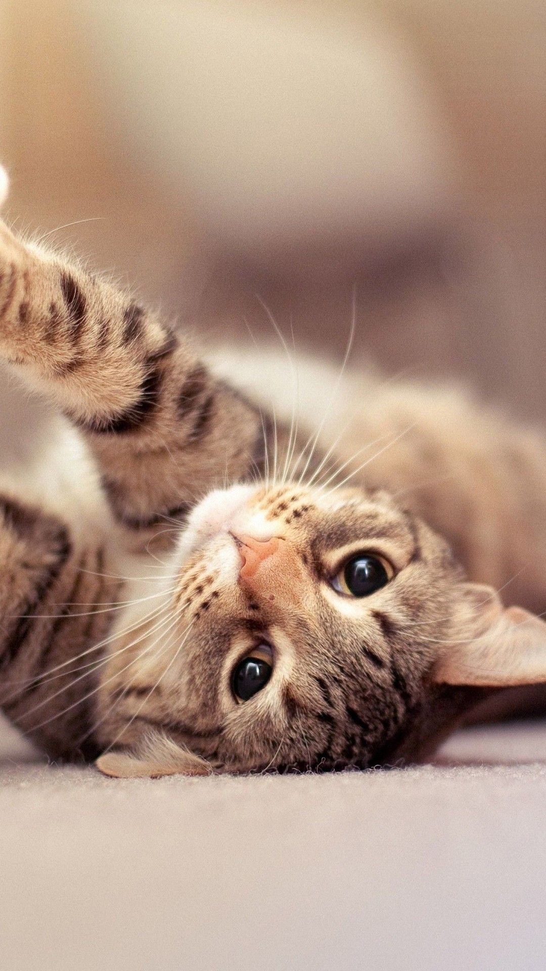 Gattino tabby sdraiato divertente, 1080x1920 Full HD Verticale, iPhone Pro Max